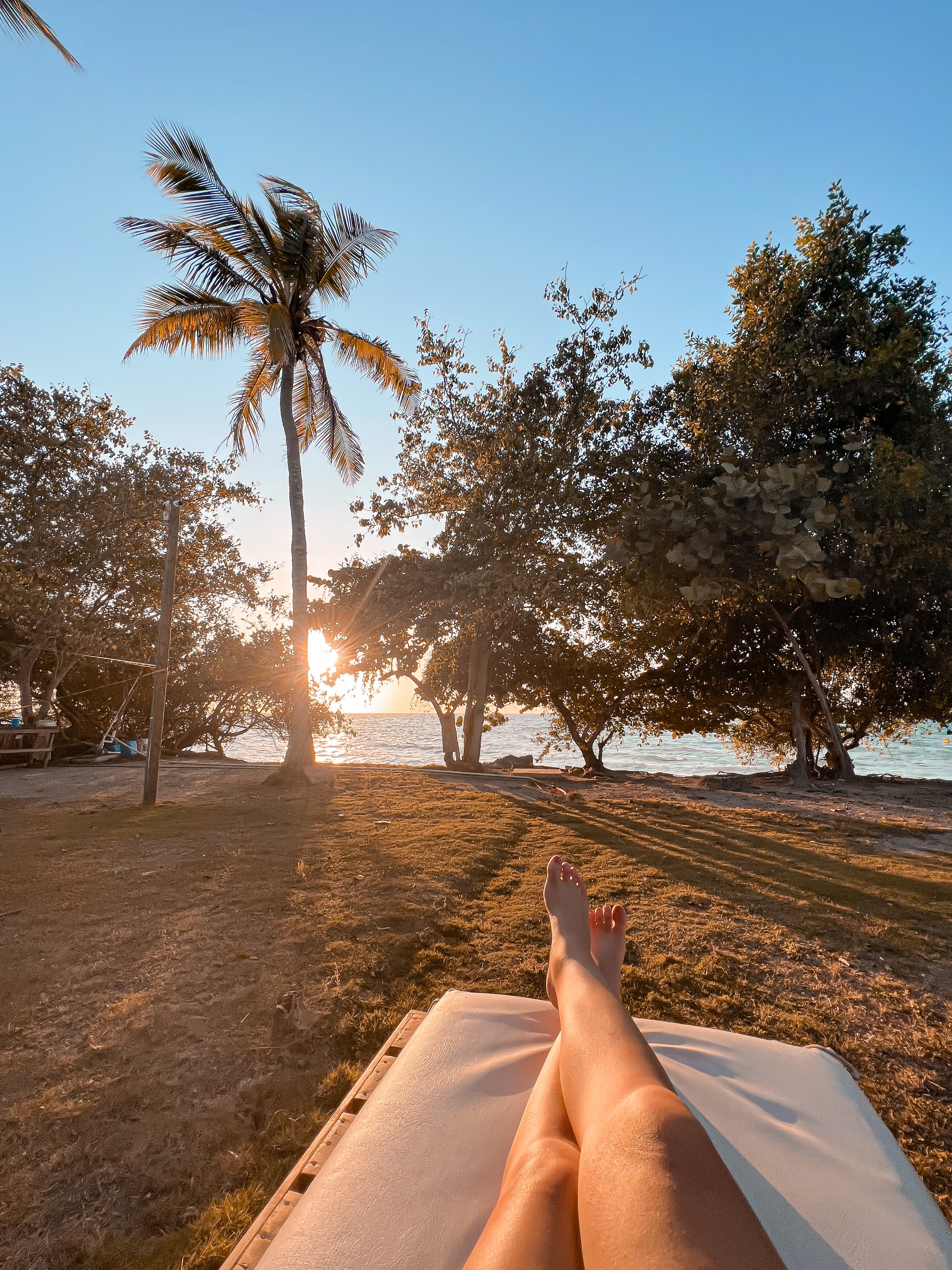 beach with palm trees during sunset