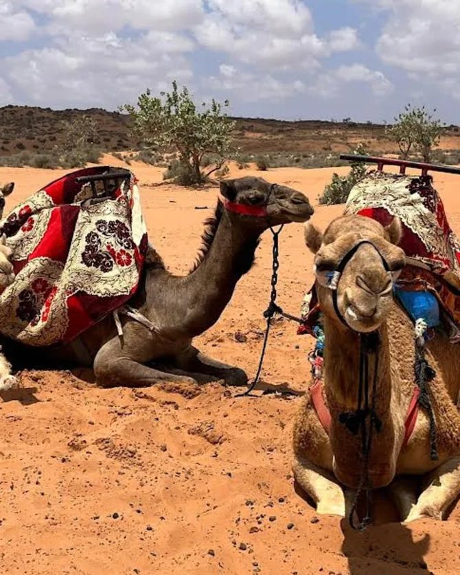 Two camels resting on the desert ground. 
