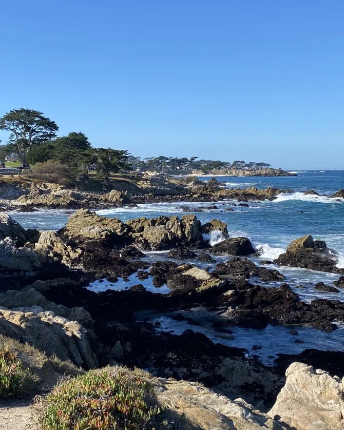 Monterey Bay on a sunny day surrounded by rocks, trees and green bushes