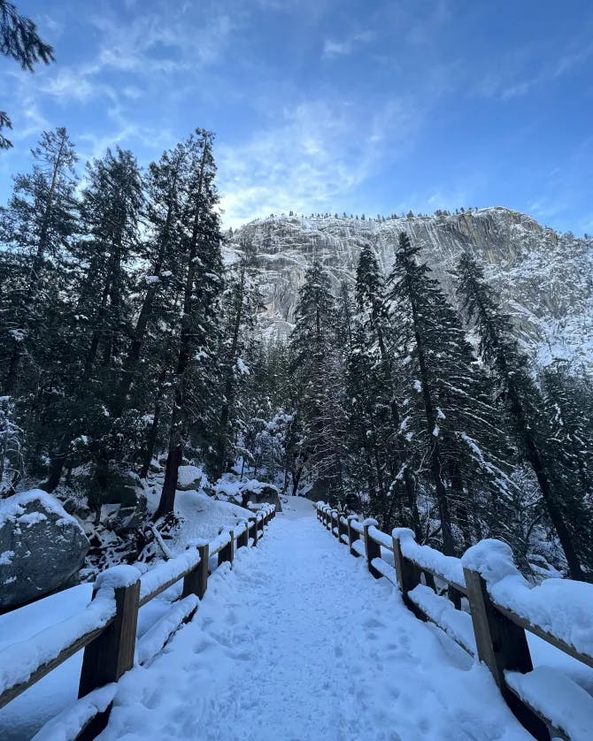 A pathway covered in snow and surrounded by pine trees 