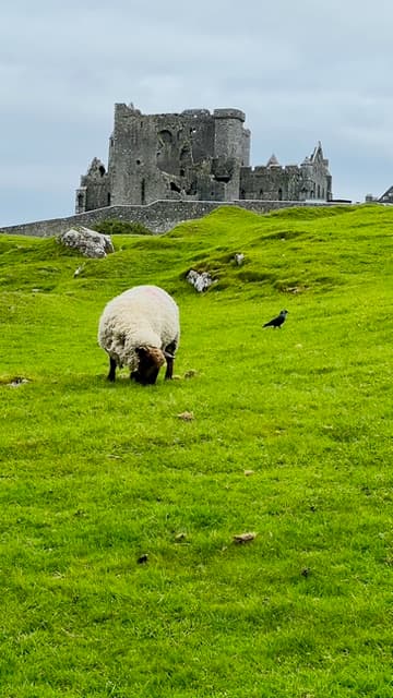 A goat on green grass