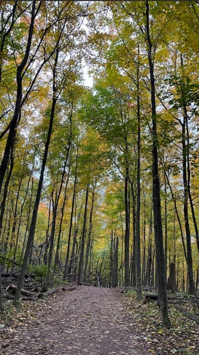 Path in the woods scattered with fallen leaves amidst tall, leafy green trees.