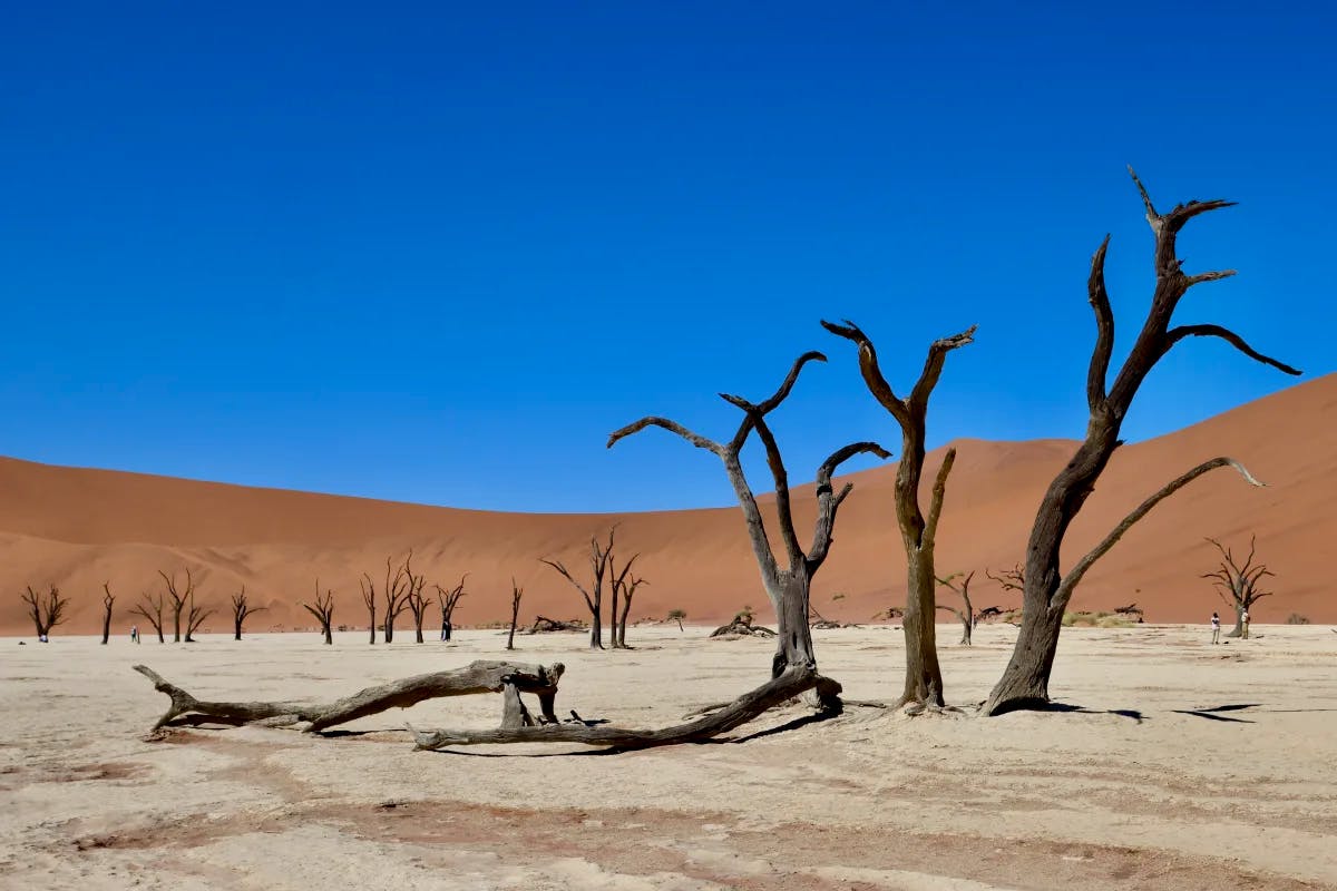 Dead trees in a dry desert