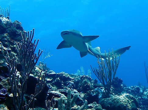 A shark in the water.