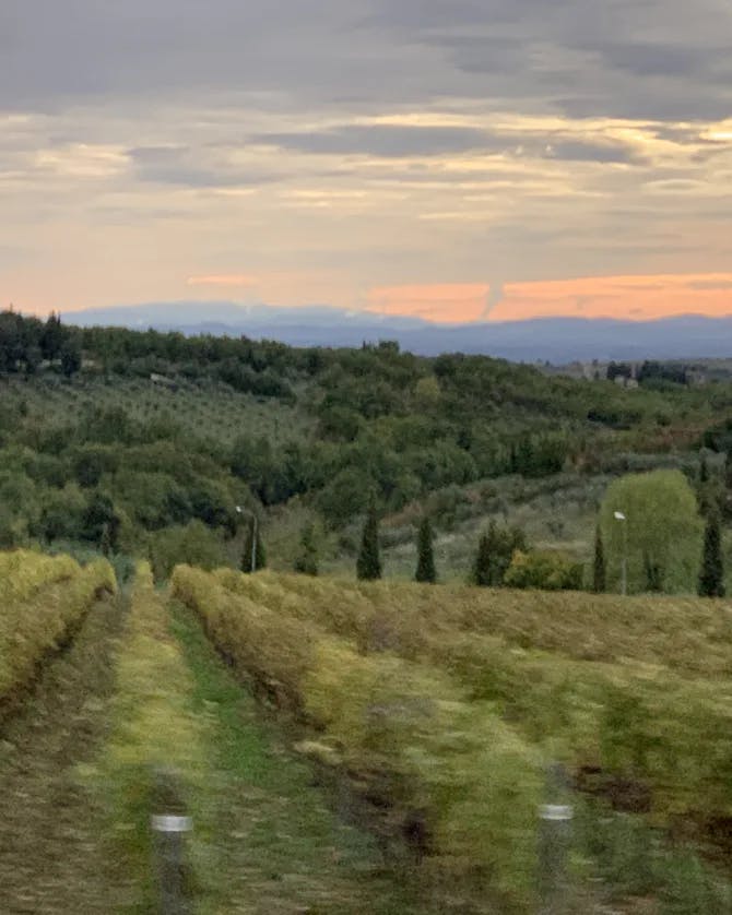 A beautiful green vineyard at sunset with a mountain range in the background