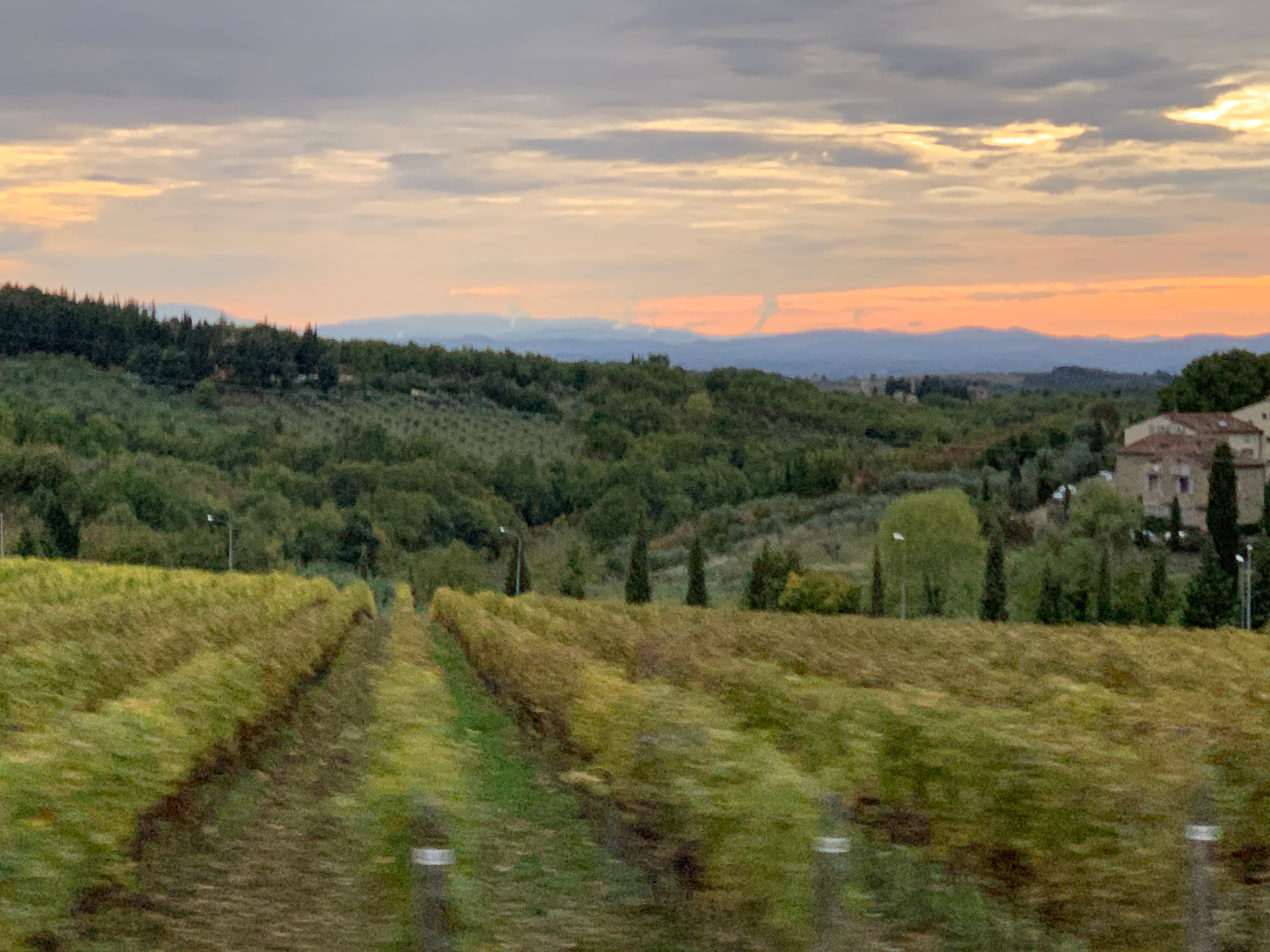 A beautiful green vineyard at sunset with a mountain range in the background