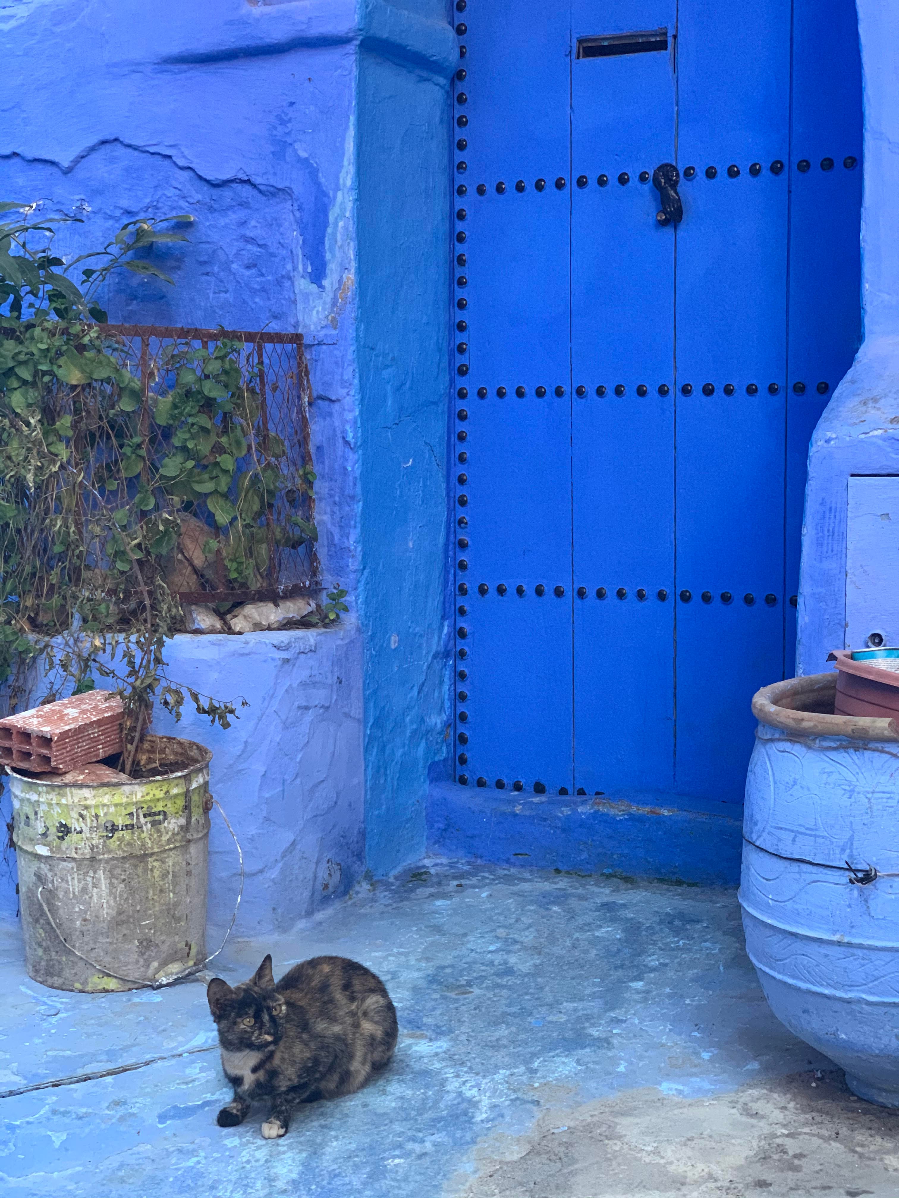 A stray cat sitting in front of a bright blue door, building and plants in rustic pots.