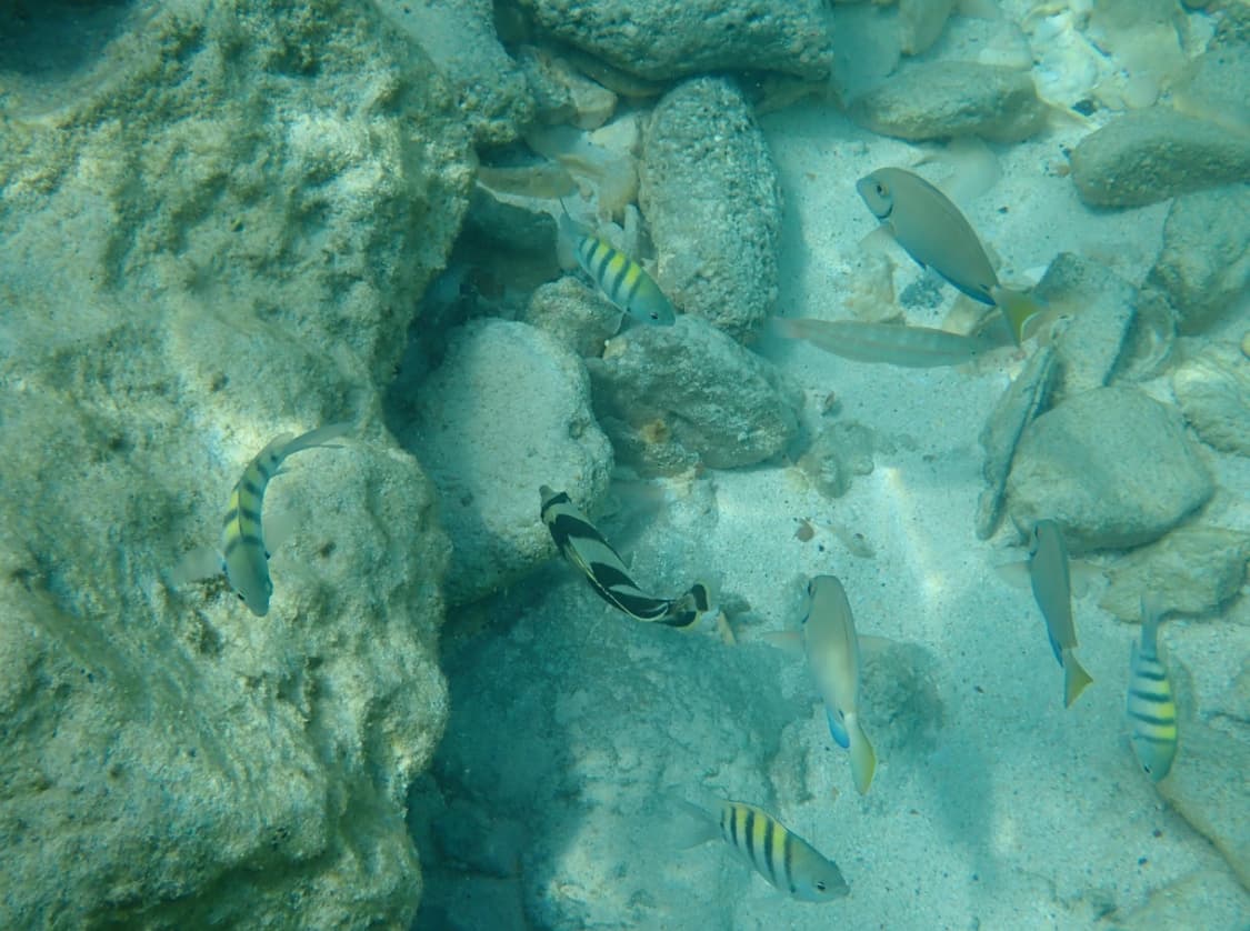 Picture of fishes in water