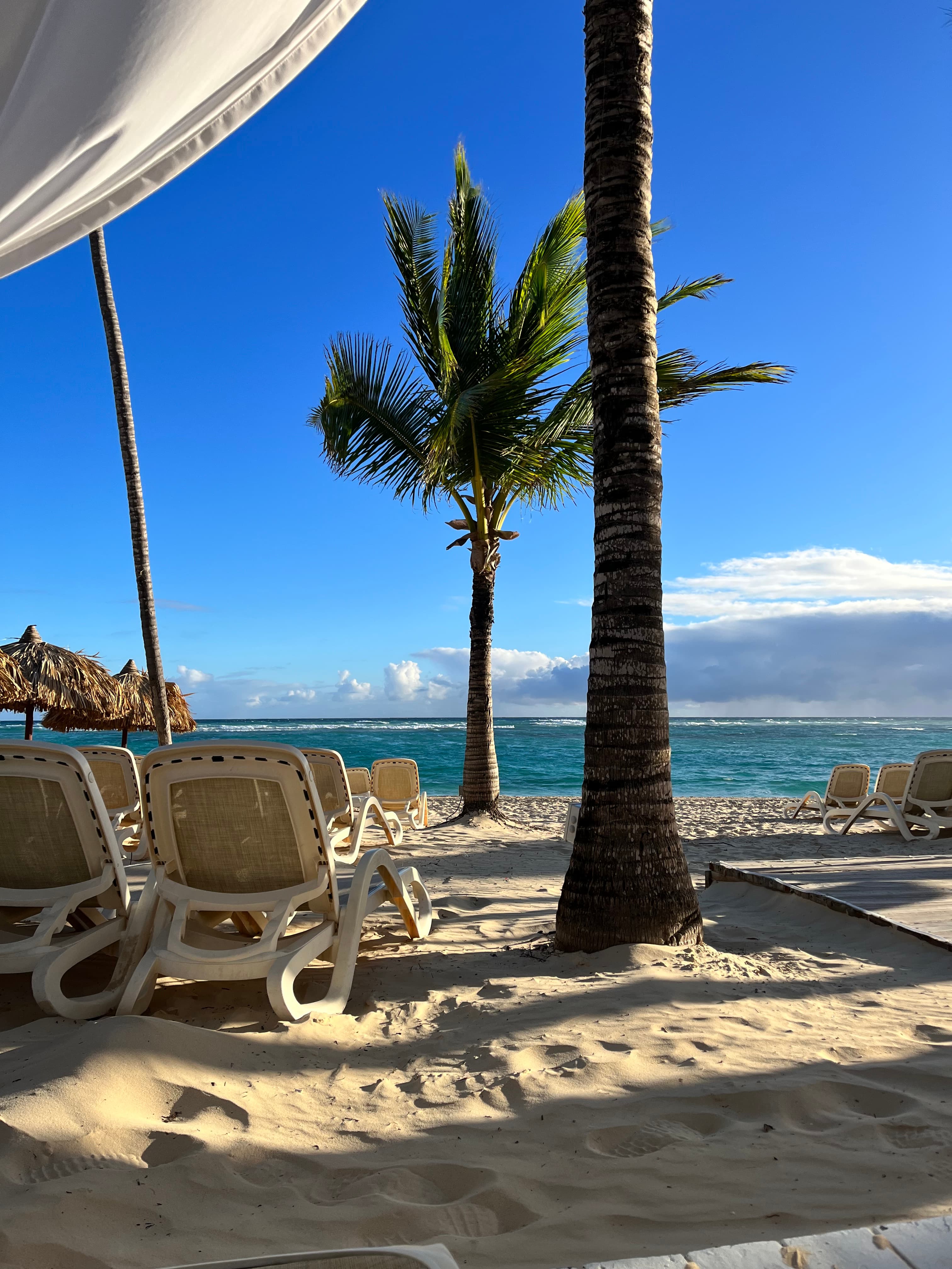 View of a tree on the beach