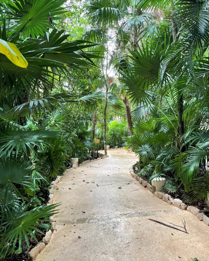 A tan pathway surrounded by green palm trees 
