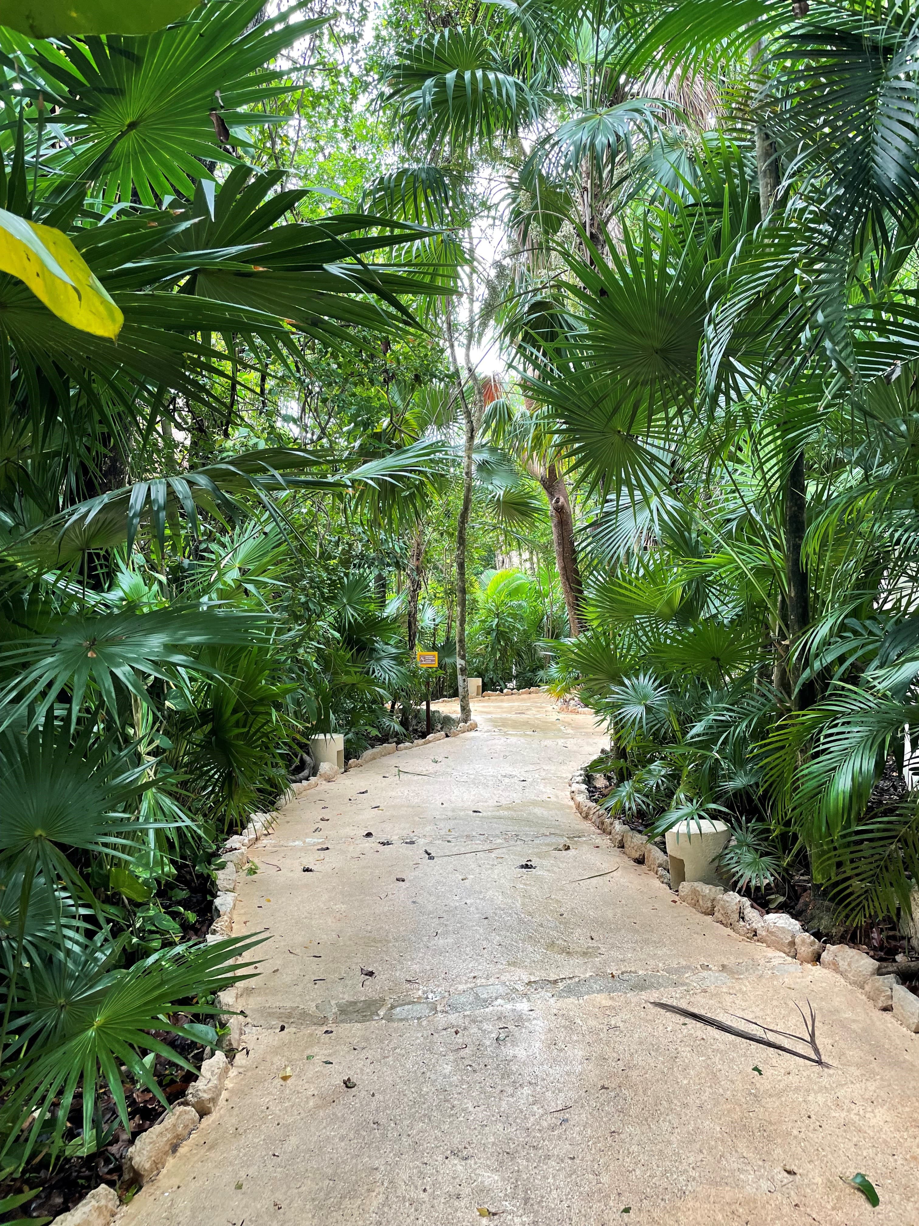 A tan pathway surrounded by green palm trees