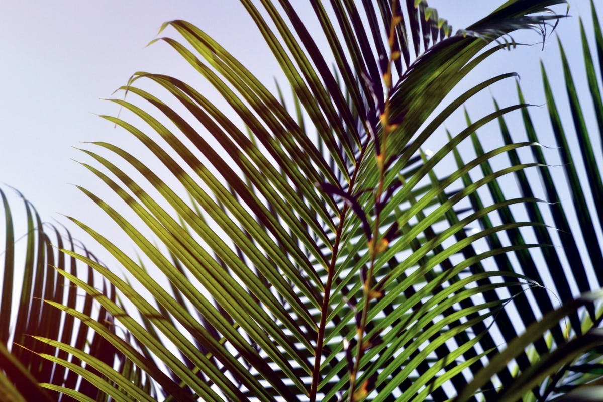 up-close palm leaf against a blue sky