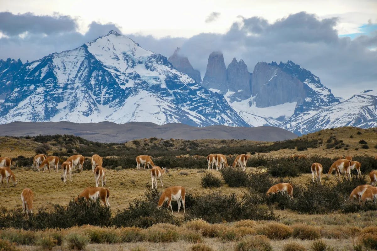 A group of animals in a field in front of snow-covered mountains
