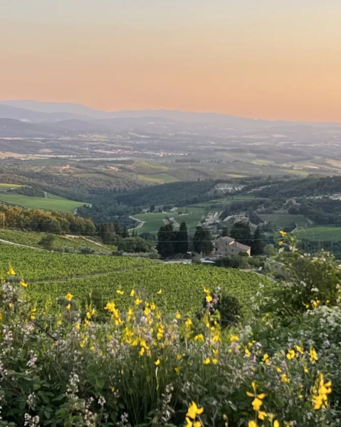 Yellow wildflowers and rolling green hills known as Santuario Madonna di San Luca at sunset