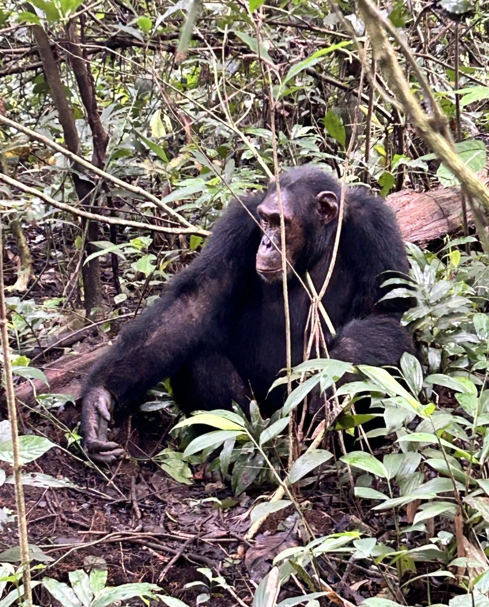8-Day Uganda Adventure with Gorilla Trekking
