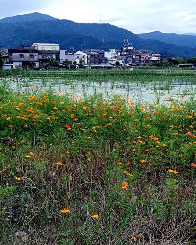 Orange and yellow wildflowers growing amongst grass around water, mountains and buildings.