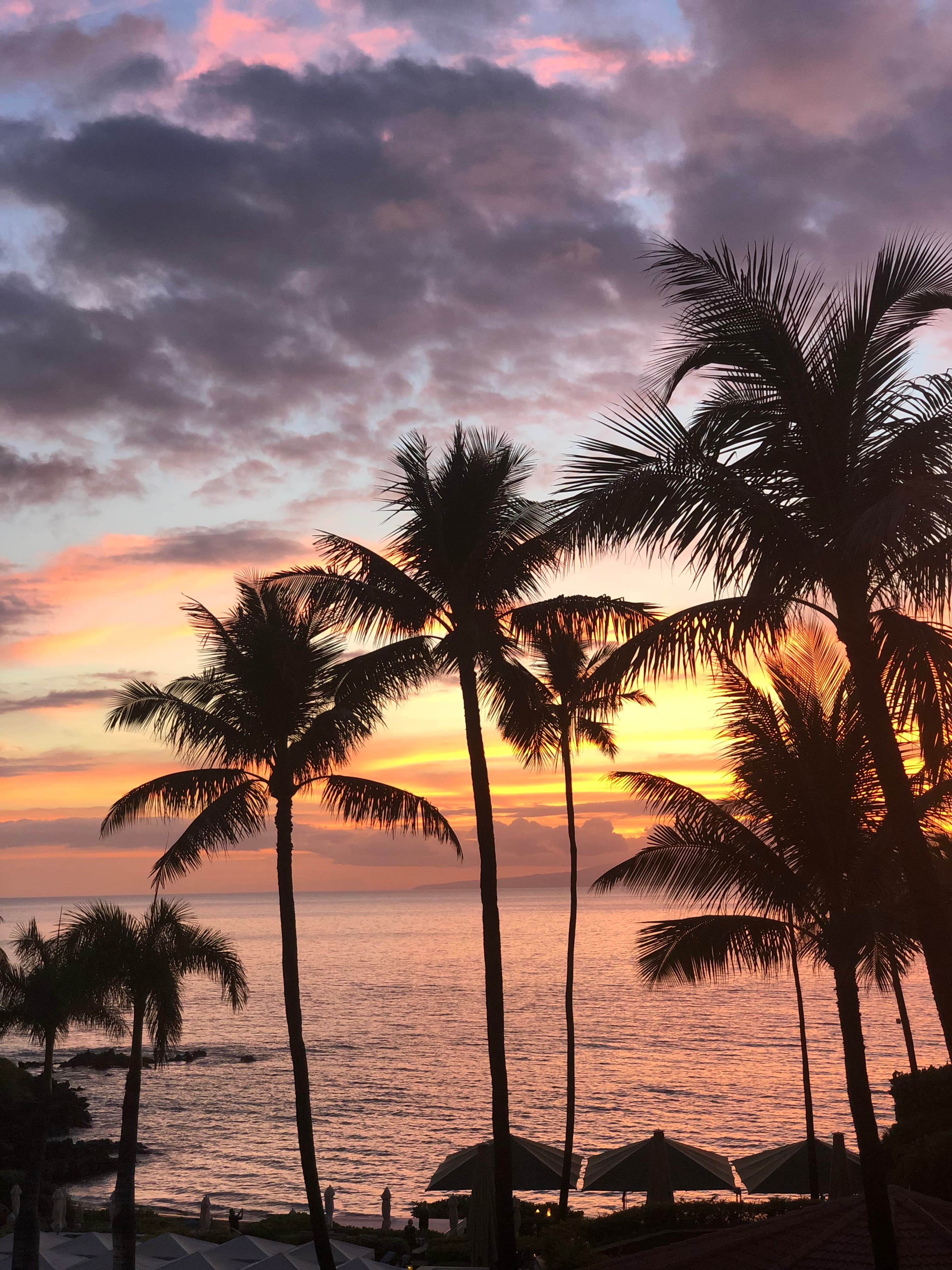 Palm trees during sunset
