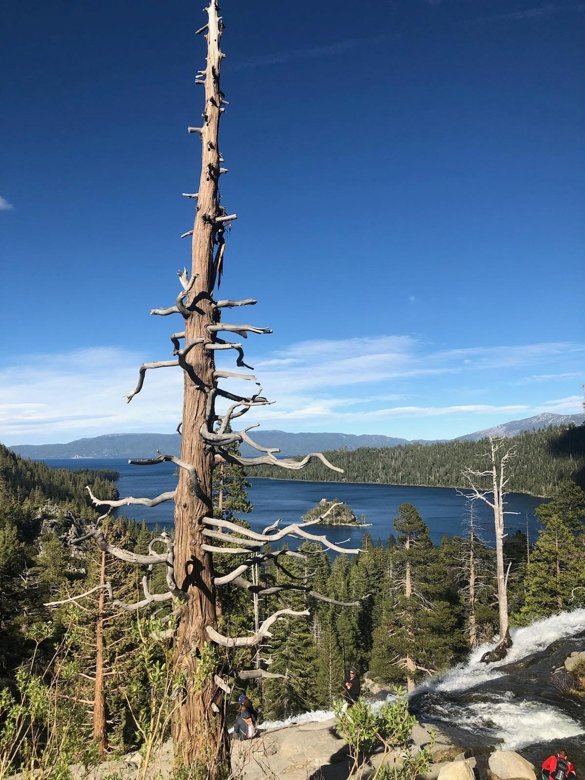 Artistically tall tree