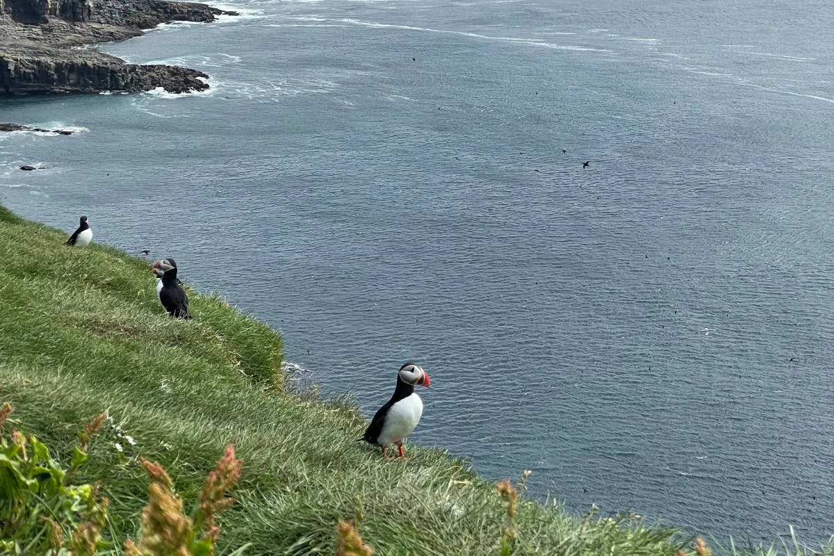 Puffins walking along the grassy cliff with the vast blue sea in the background. 