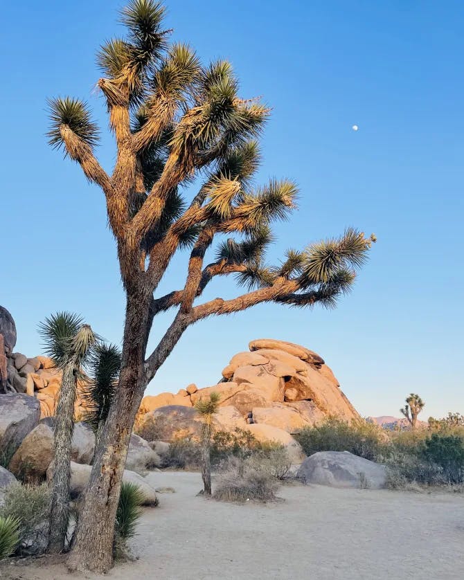 Picture of a tree in the desert with rocks in the background and the moon in the sky 