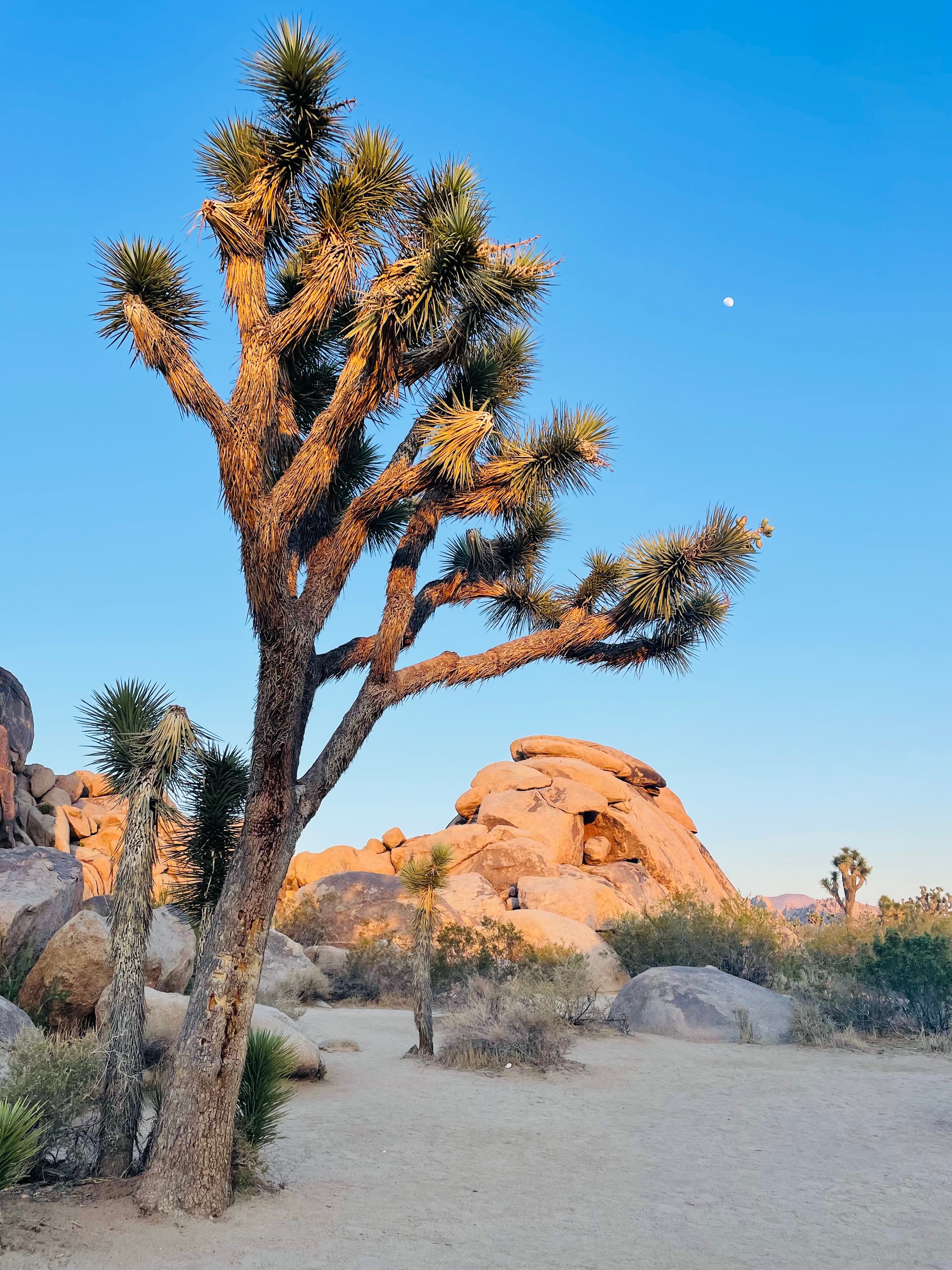 Picture of a tree in the desert with rocks in the background and the moon in the sky