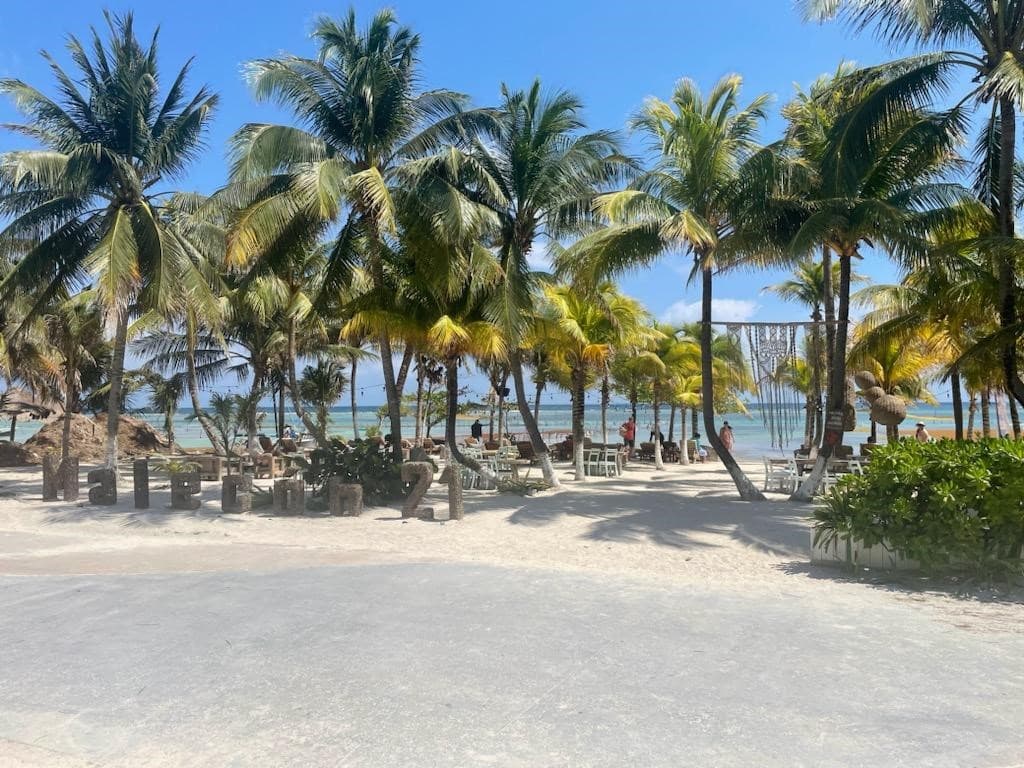 Palm trees sway in rhythm with the sea