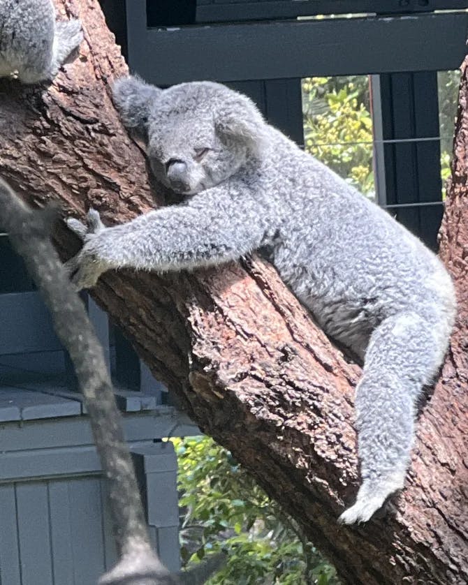 A koala hugging a tree with a grey building in the background