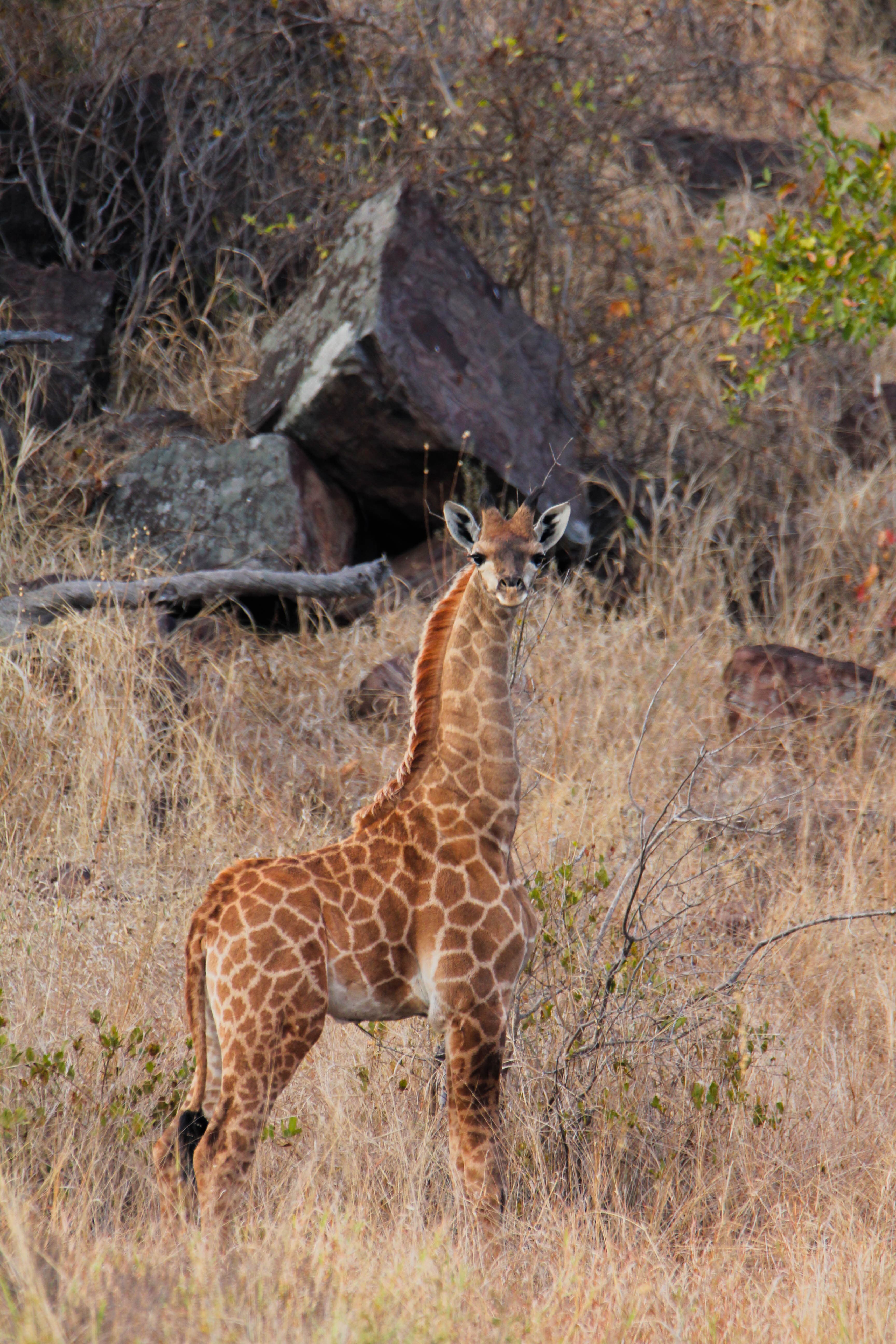 giraffe photo safari
