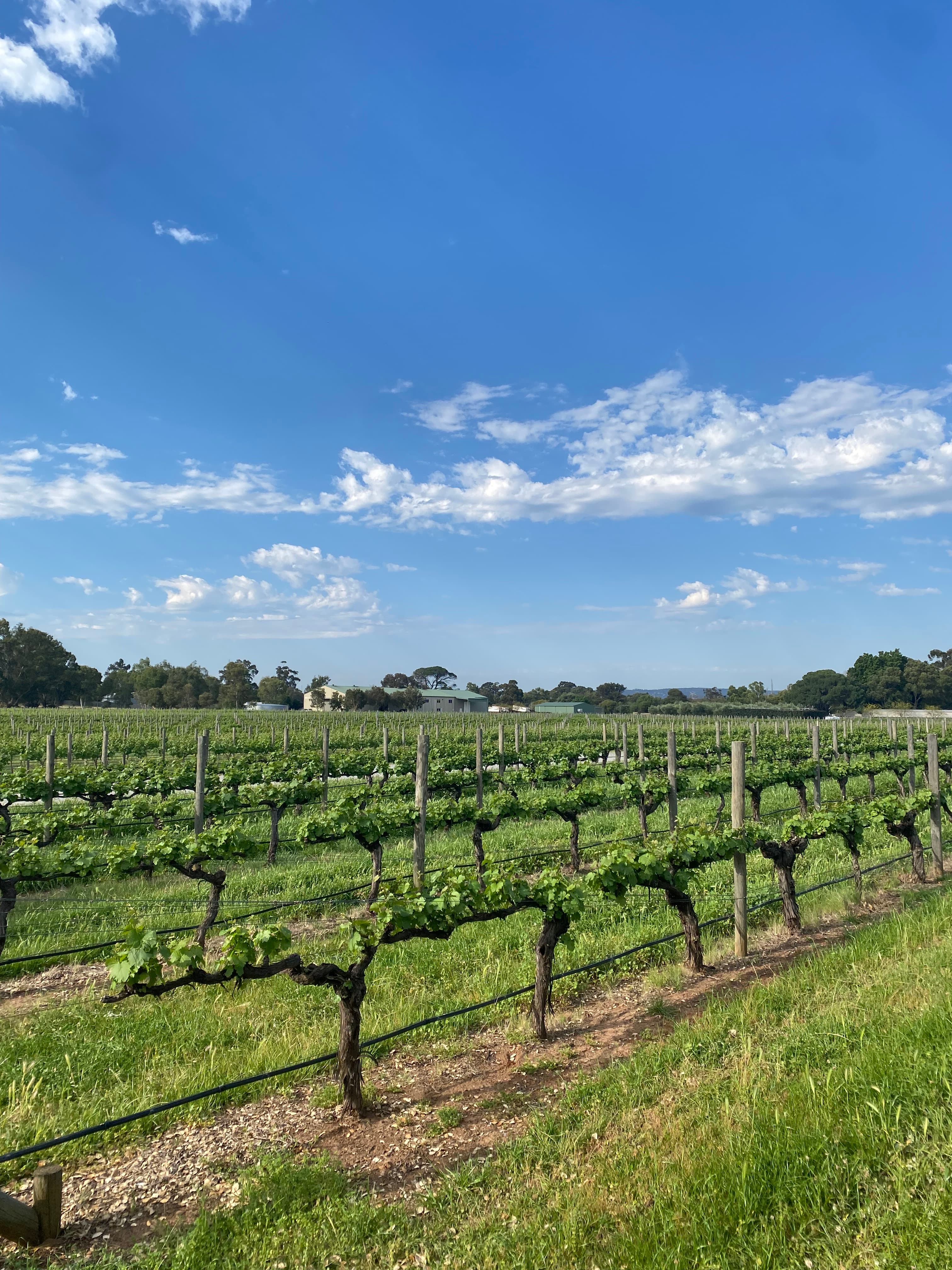 Beautiful view of vineyard