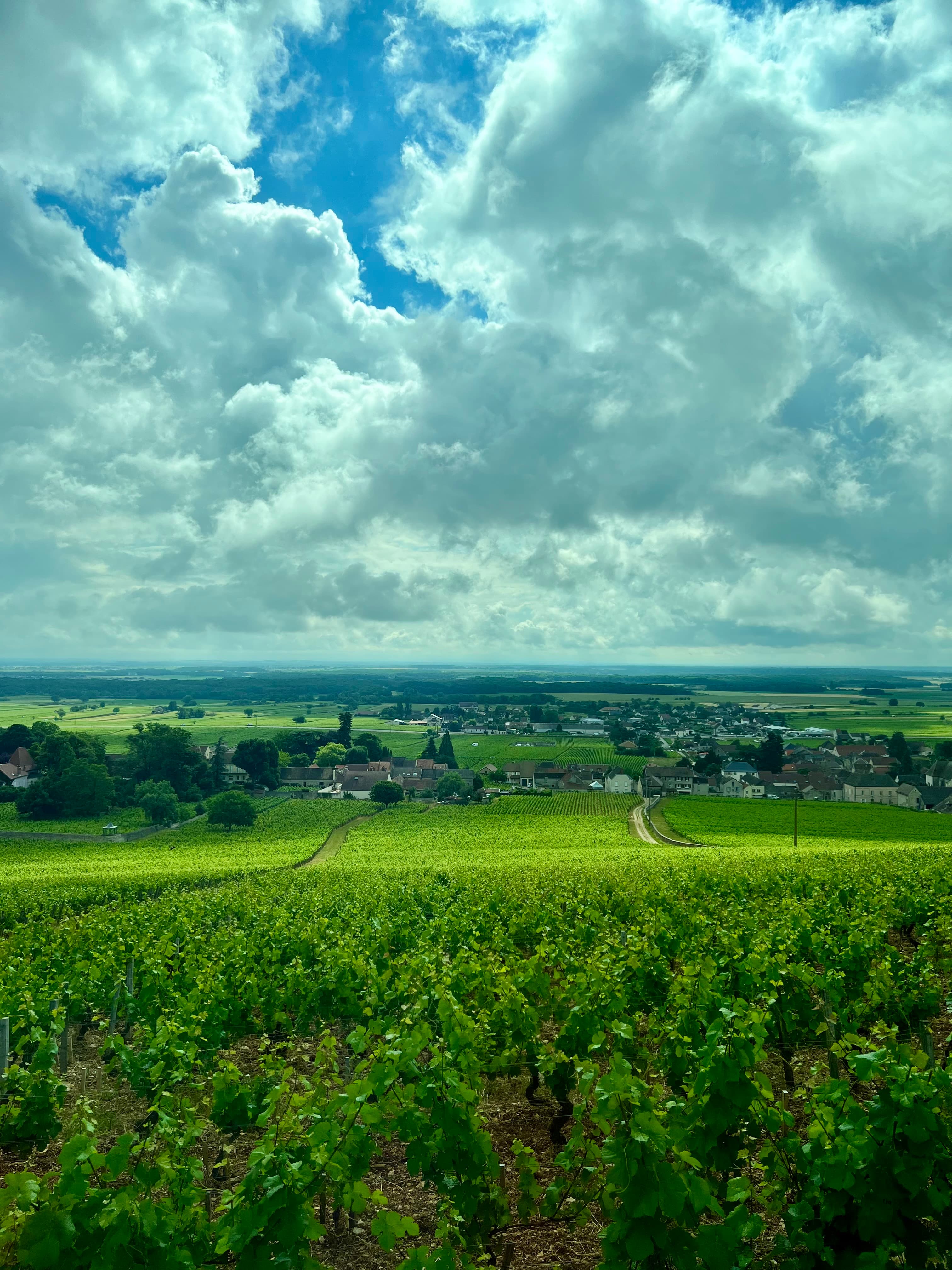 A beautiful view of vineyard