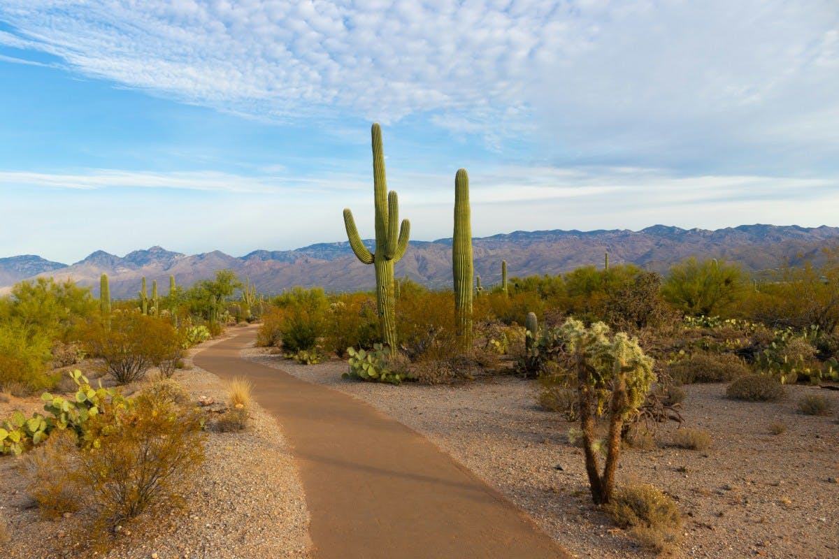 Saguaro National Park in Tucscon, with cacti along a path in front of a mountain range.