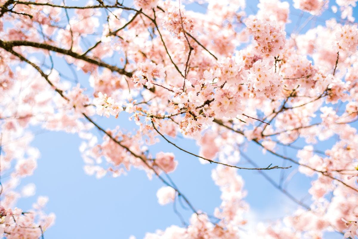 pink cherry blossoms against a blue sky