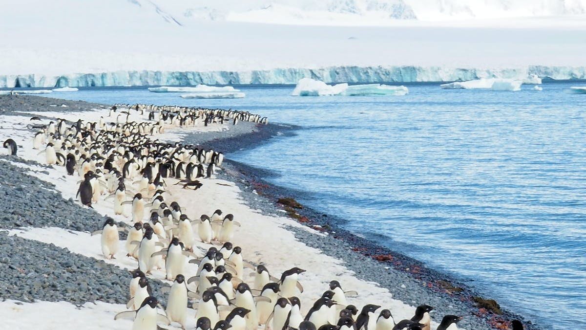 Penguins on a snow-covered beach by a body of water. 