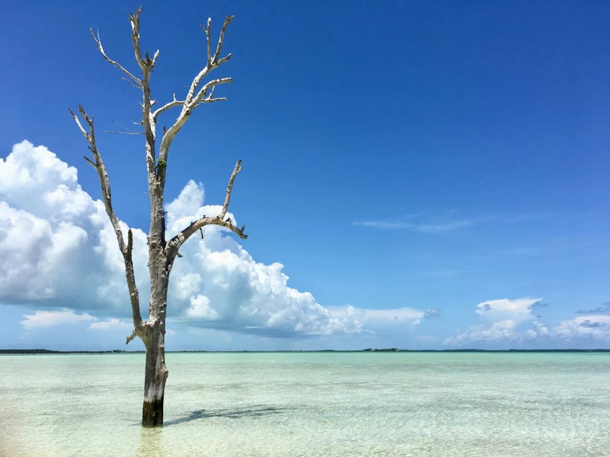 A leafless tree in water at beach.