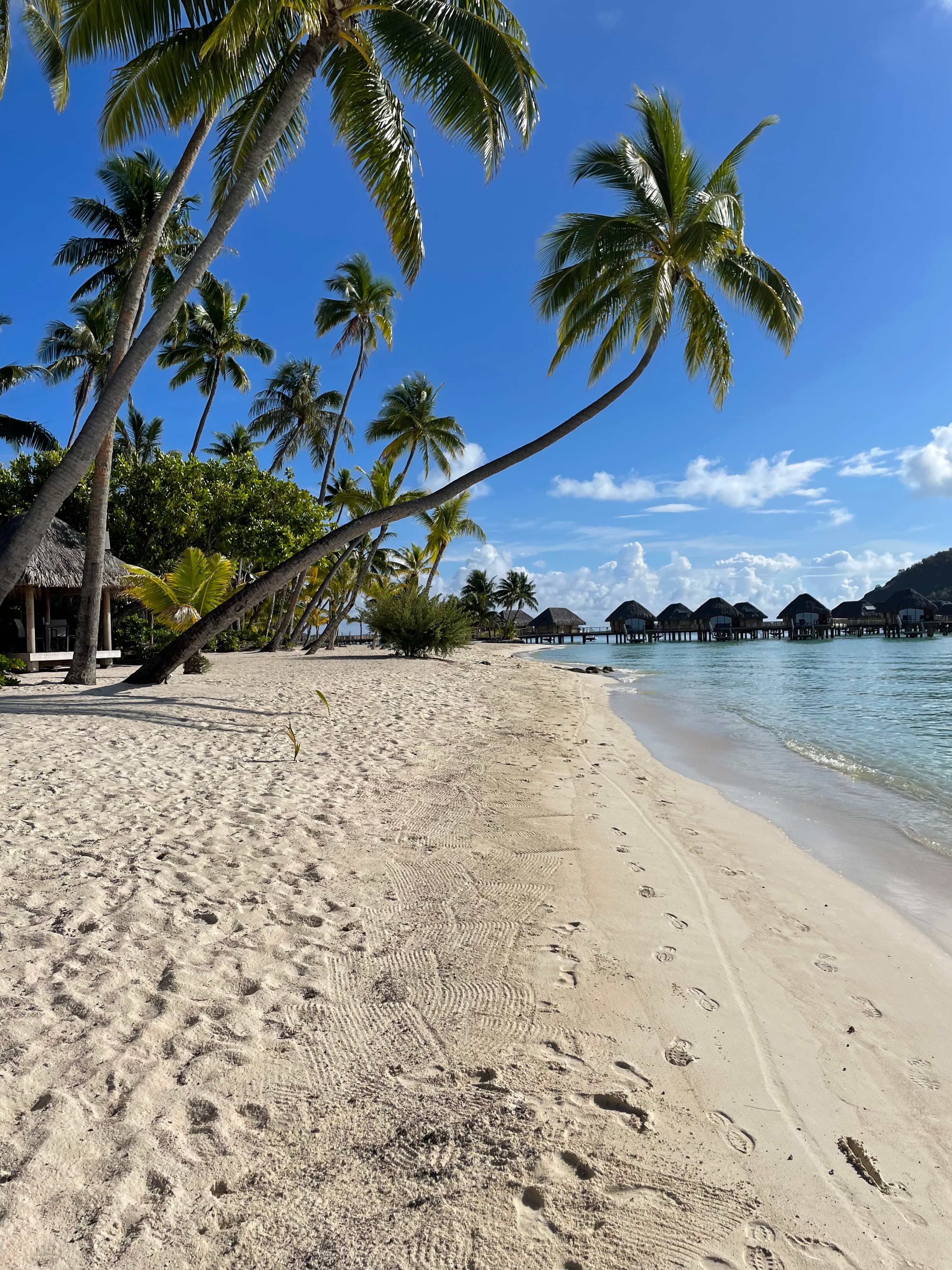 Palm trees on the beach