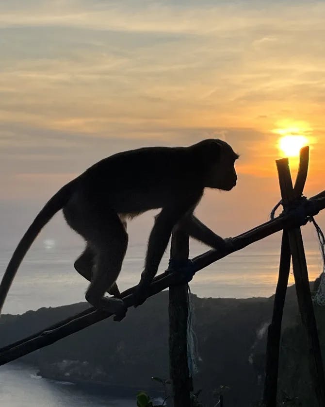 A beautiful view of sunset and monkey climing