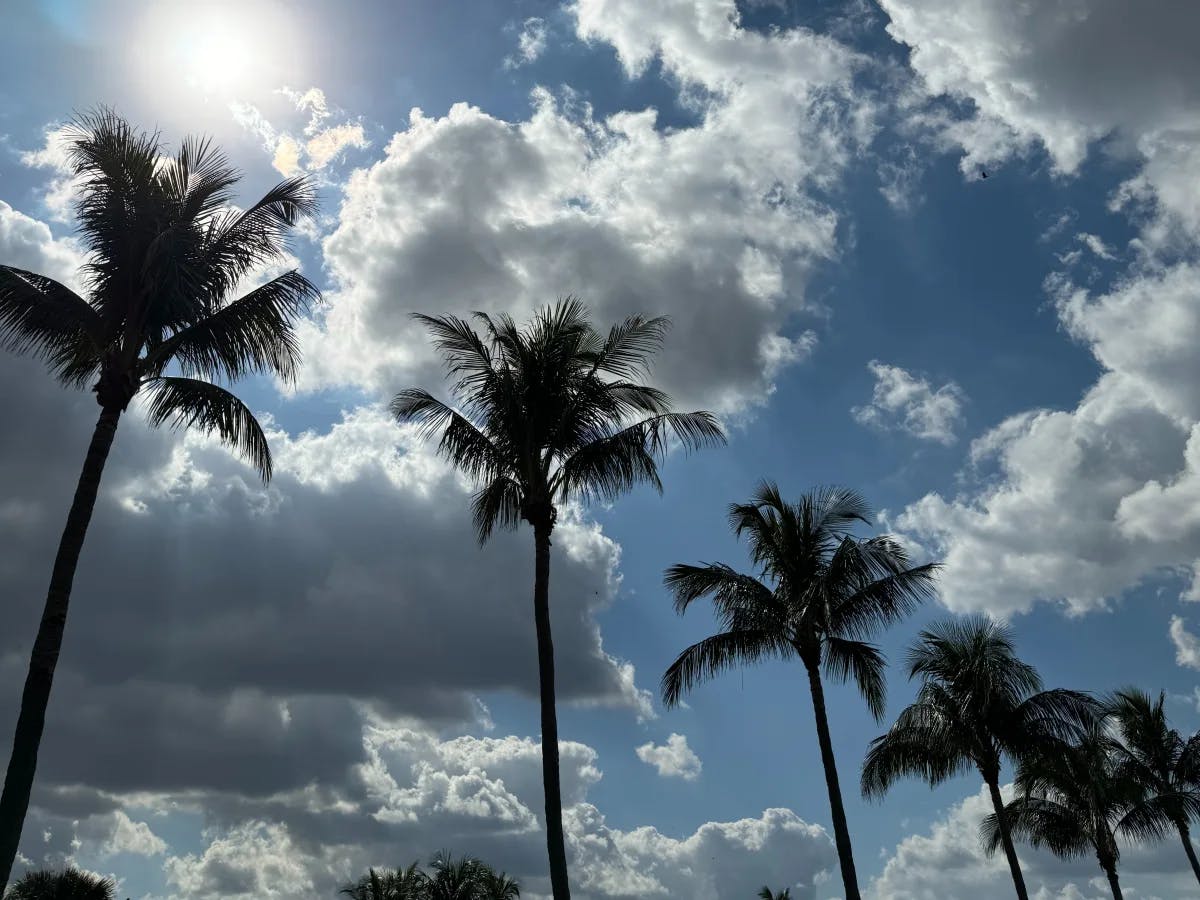 A low angled picture of the palm trees with bright sun and clouds.