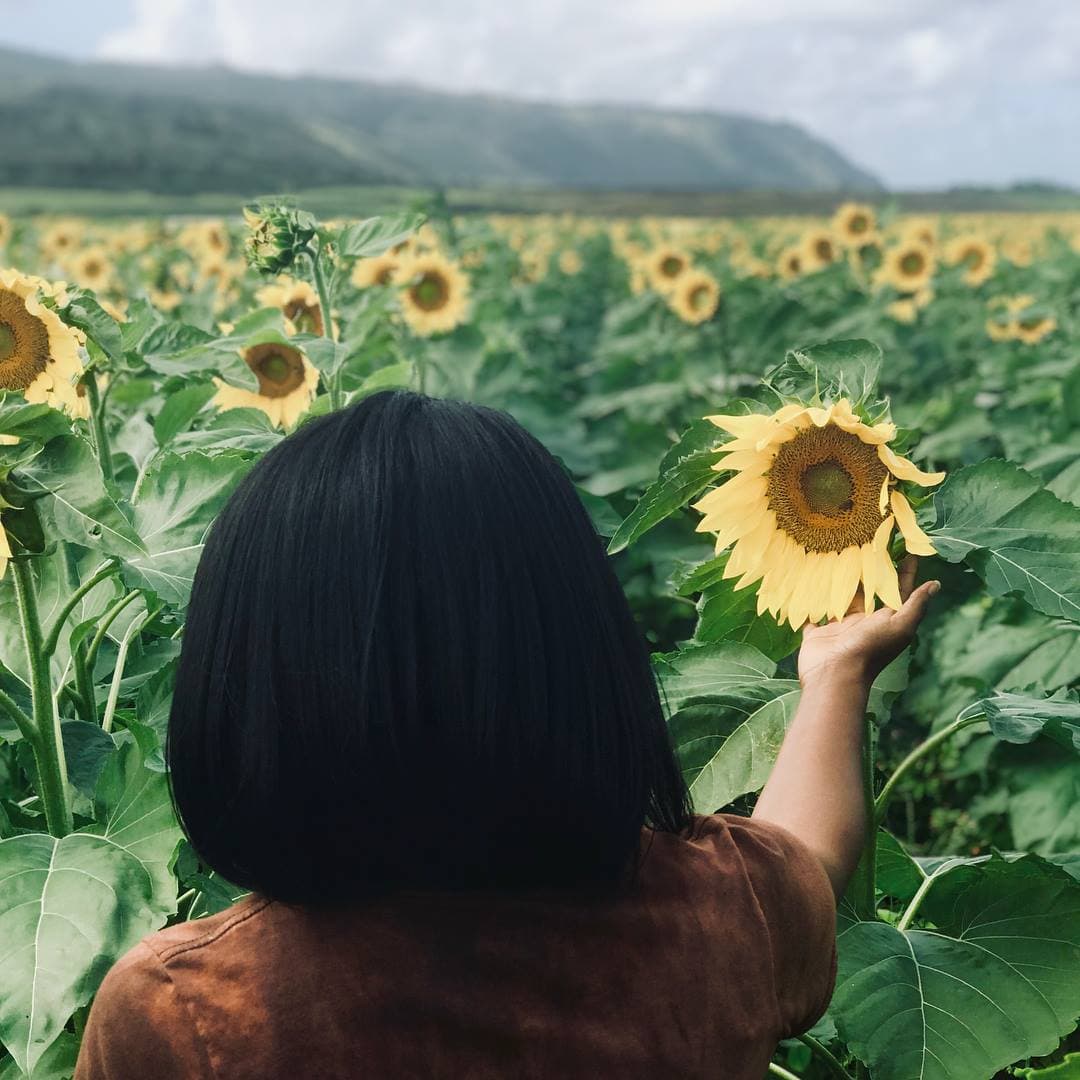 Beautiful view of the sunflower crop