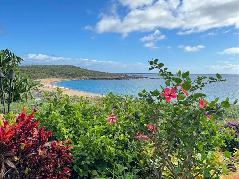View of a sandy beach on the water past a flowery bush 