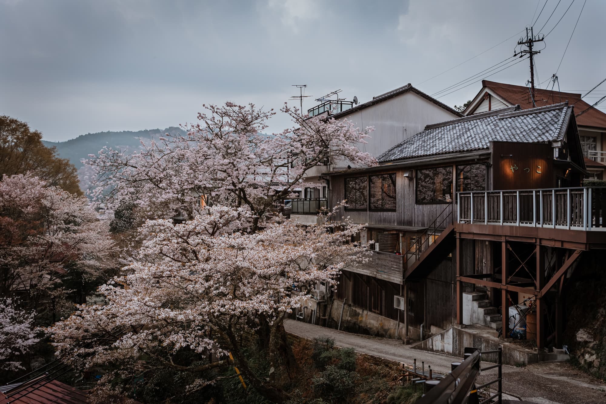 A rustic building with a cherry blossom tree.