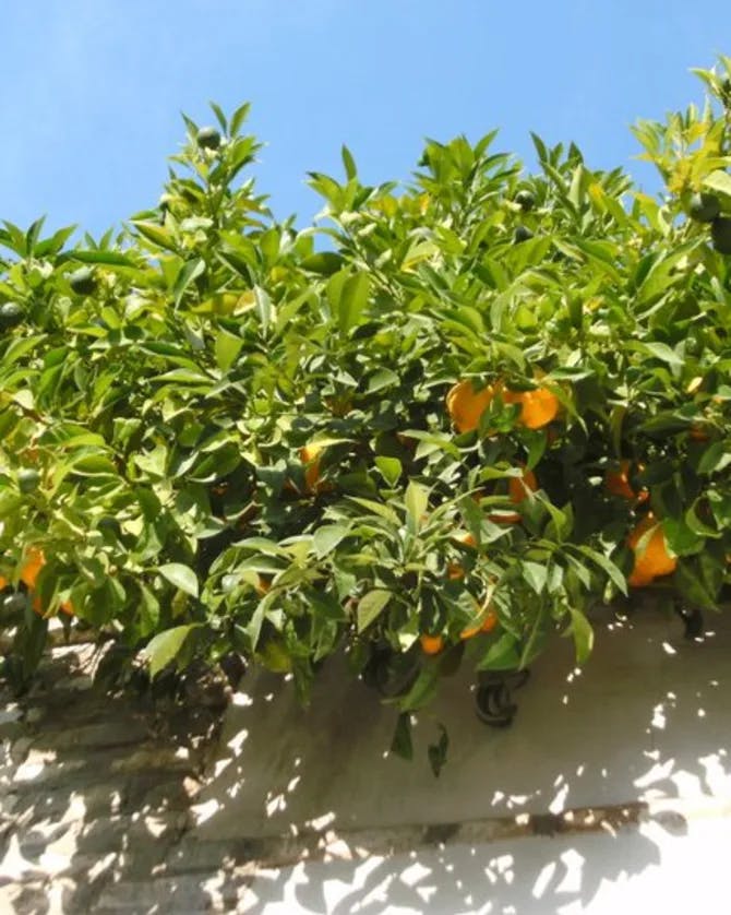Oranges growing on a tree surrounded by green leaves and a white wall.