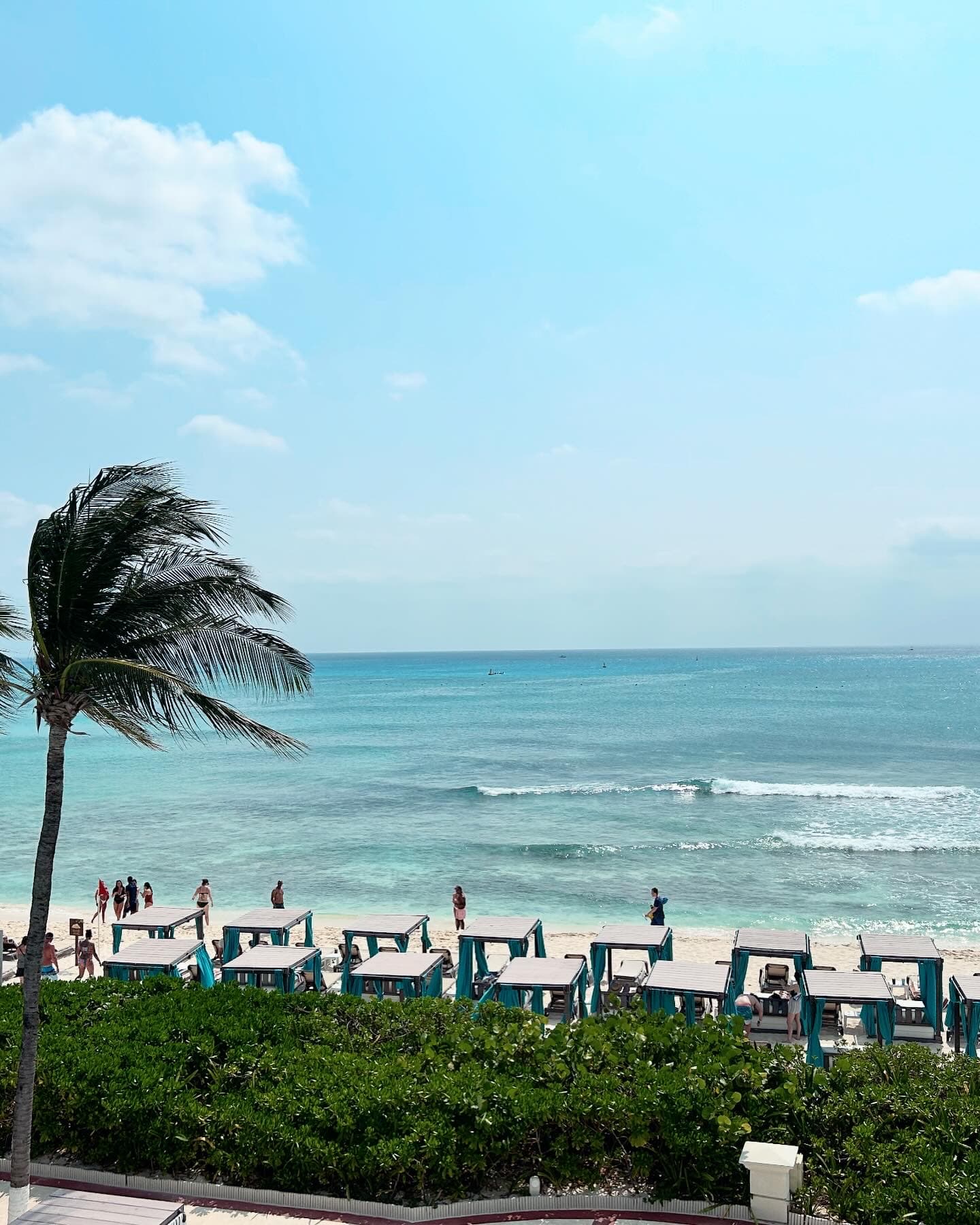 The leaves of a palm tree by a beach are swooshing in the wind.