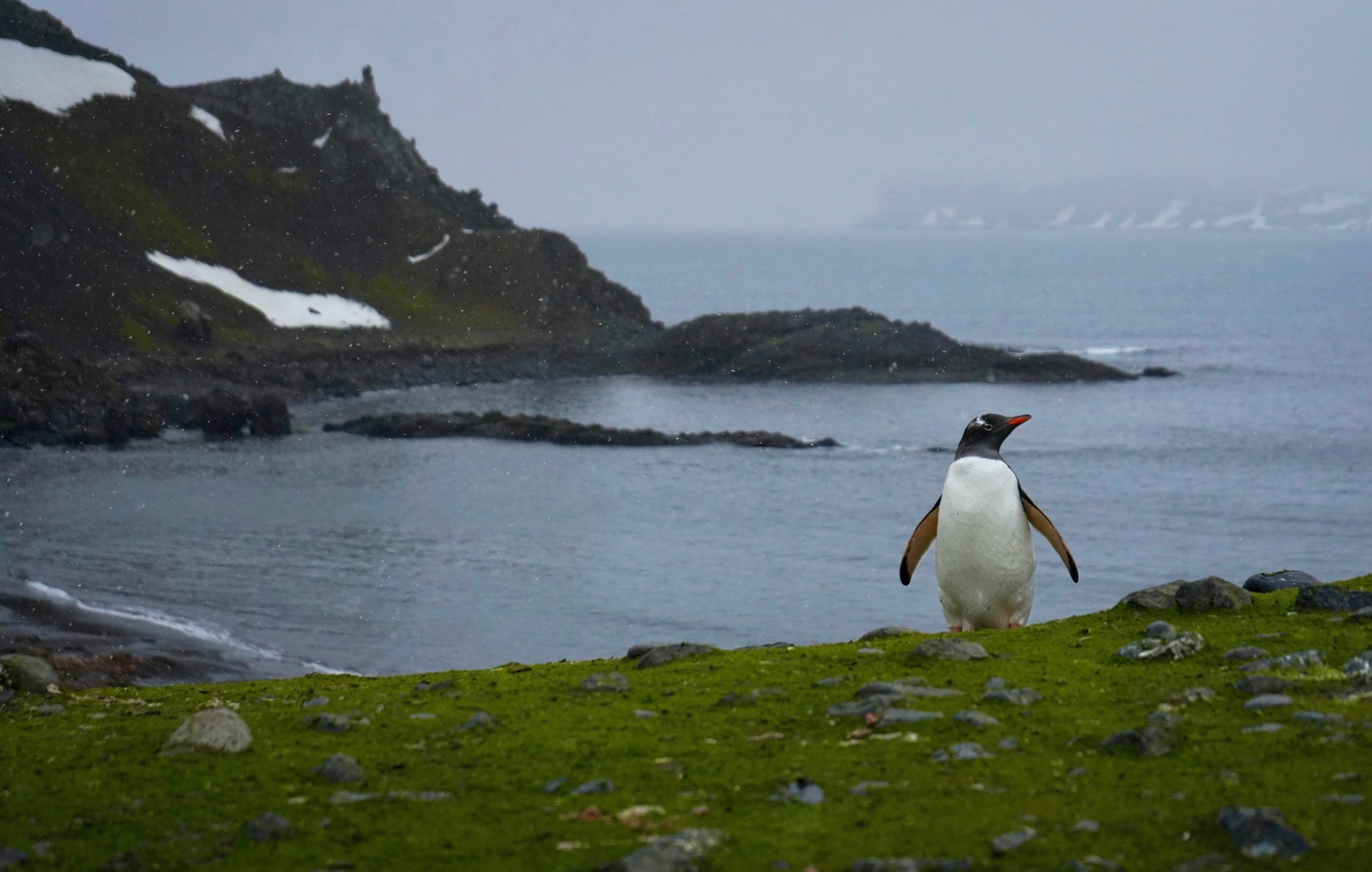 A beautiful picture of penguin