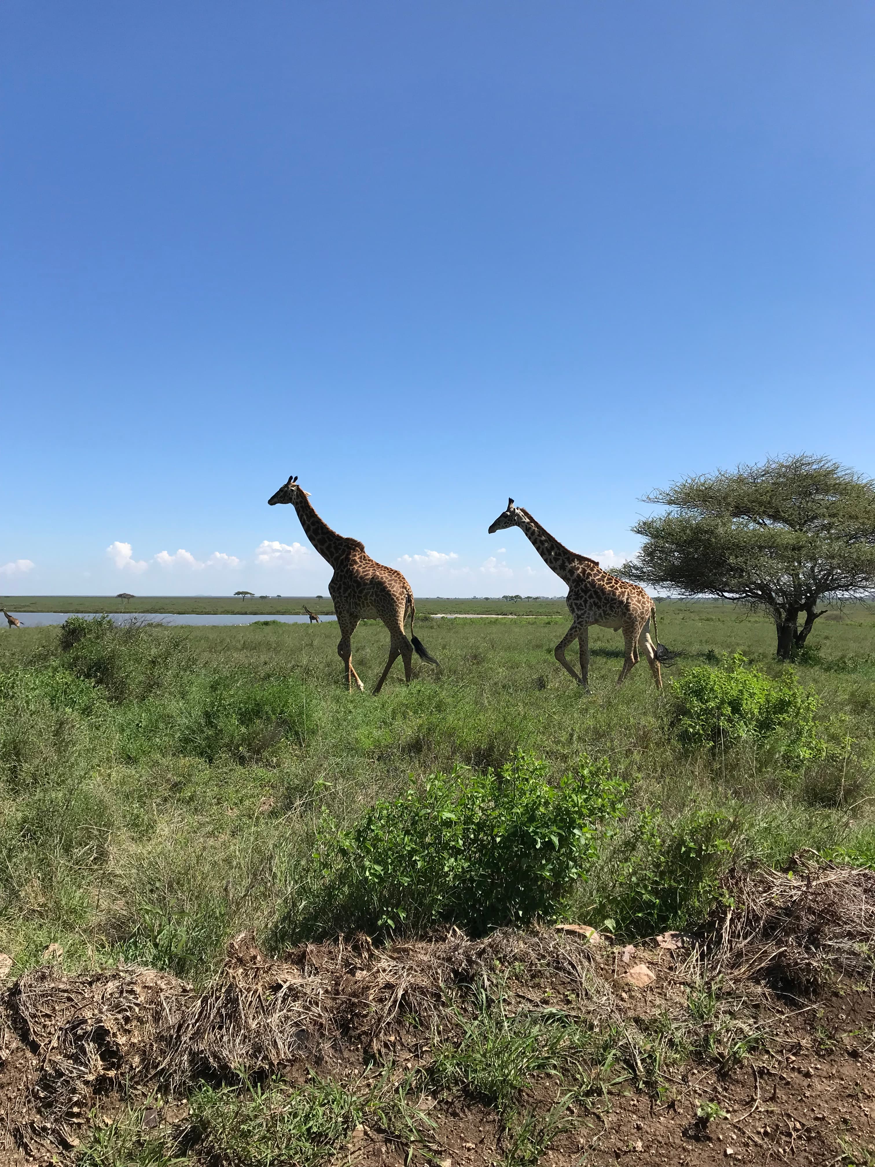 Two adult giraffes walking in the grasslands on a sunny day.