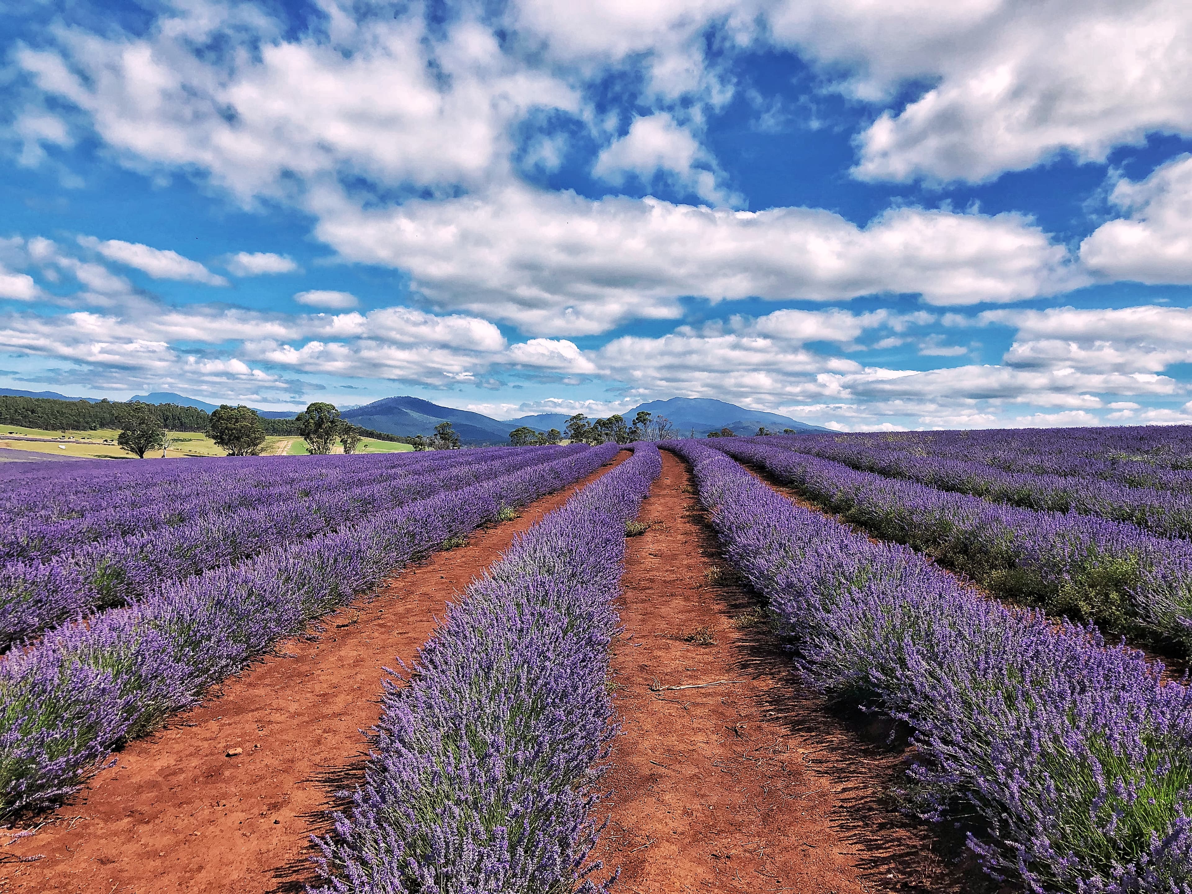 A beautiful picture of lavenders