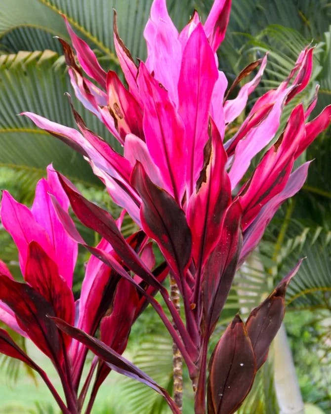 Beautiful pink exotic flowers with greenery 