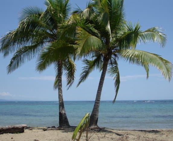View of a tree on the beach