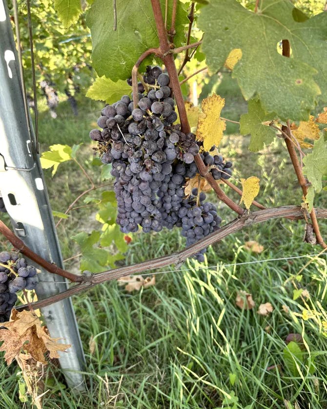 A photo of purple grapes hanging from a vine outside 