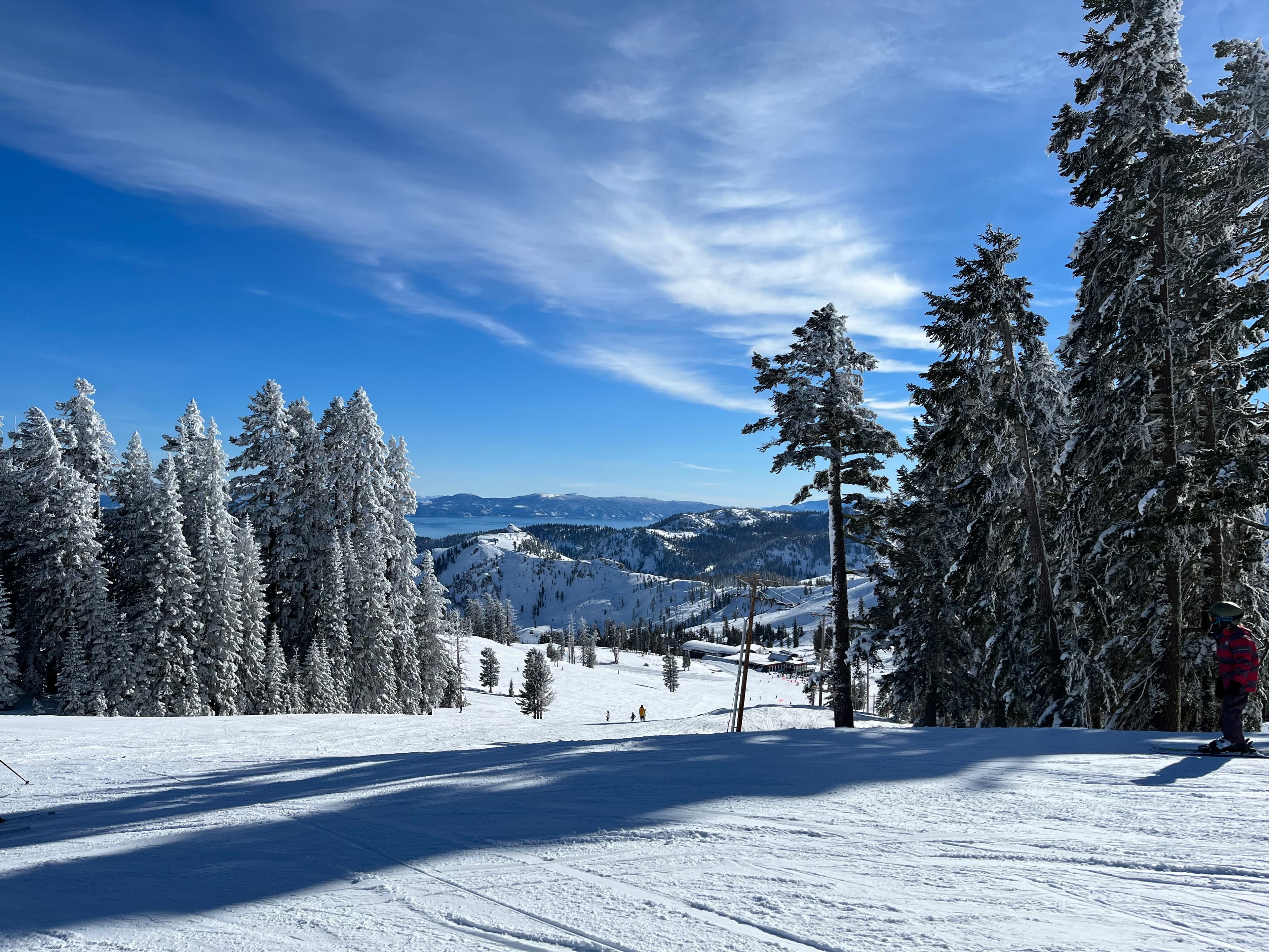 Picture of snow covered trees