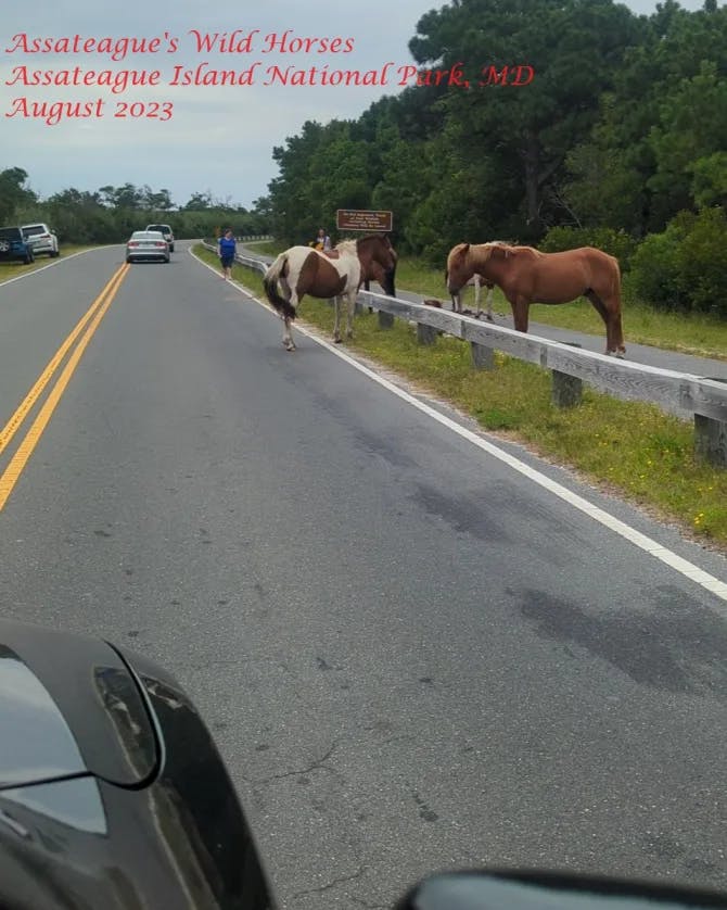 Picture of horses on road at Assateague Island National Seashore